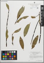 Foto von Salix pentandra L.